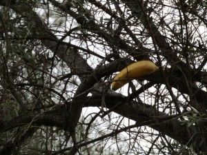 IMG_4571 (Medium)